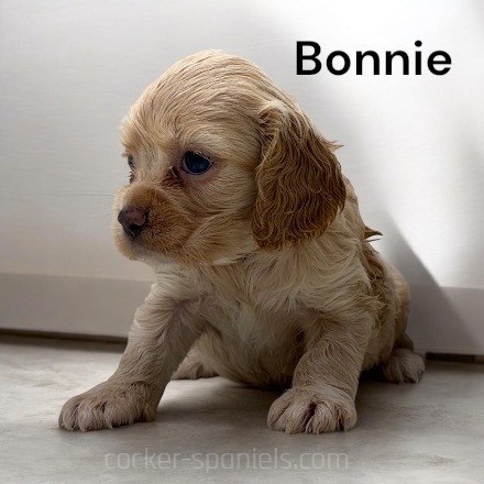 puppy, for, sale, Cocker Spaniel, Joe & Cherri  Overlease, dog, breeder, Miller, MO, dog-breeder, puppy-for-sale, forsale, nearby, find, puppyfind, locator, puppylocator, aca